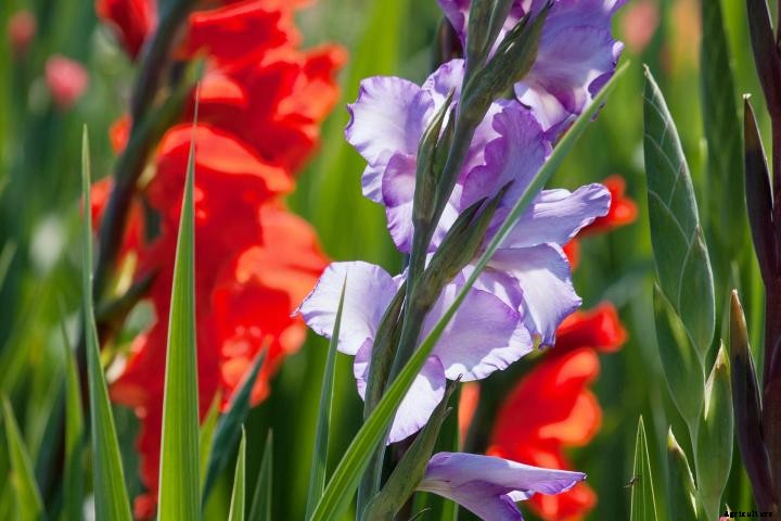 Gladiolus