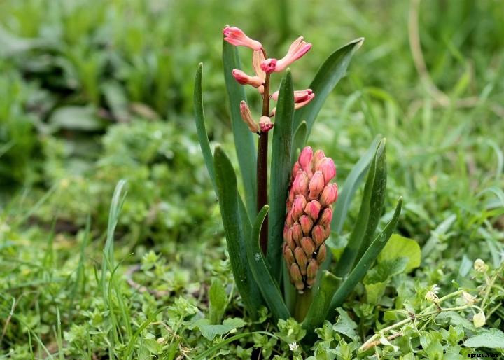 Hyacinth and Muscari