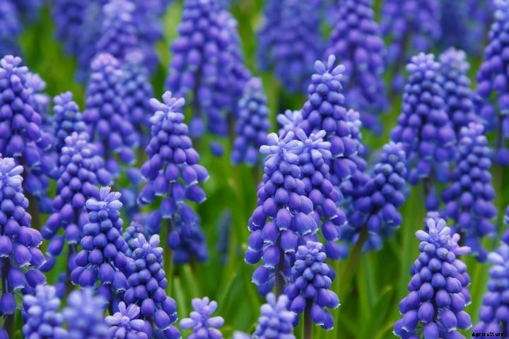 Hyacinth and Muscari