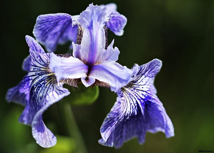 Irises