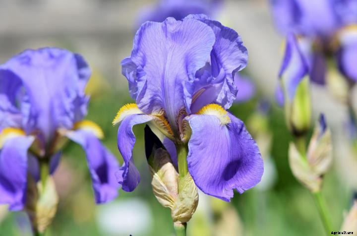 Irises