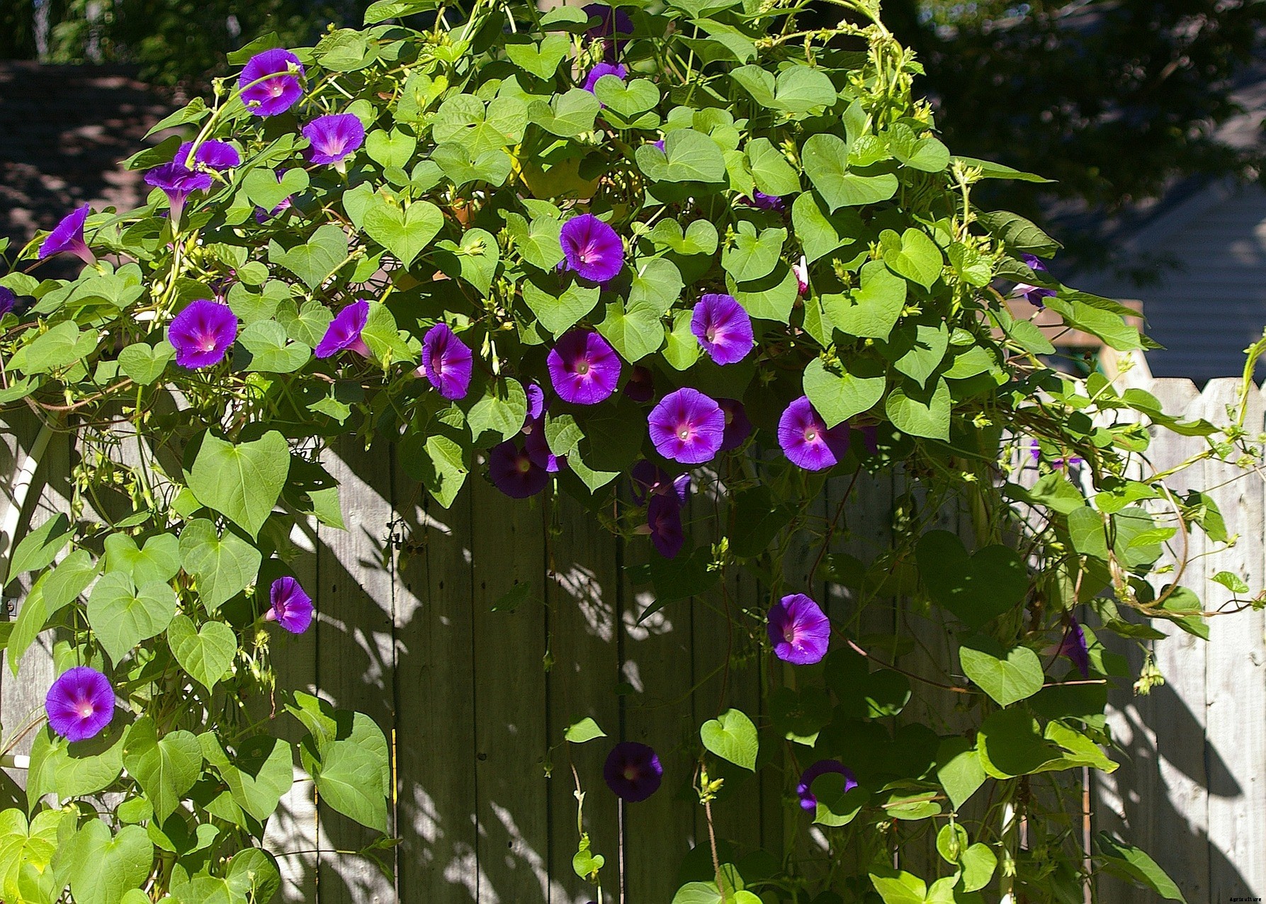 Morning Glories