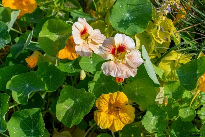 Nasturtiums