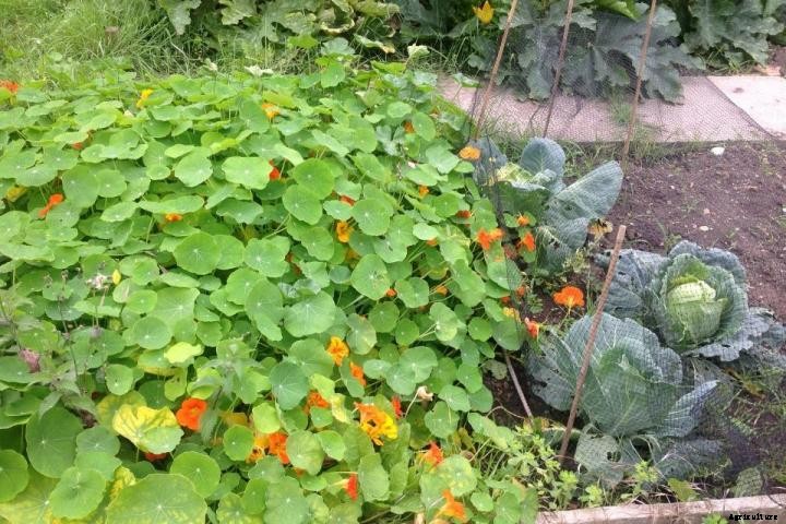 Nasturtiums