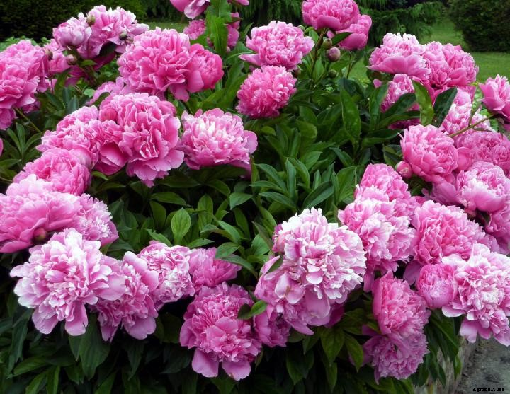 Peonies