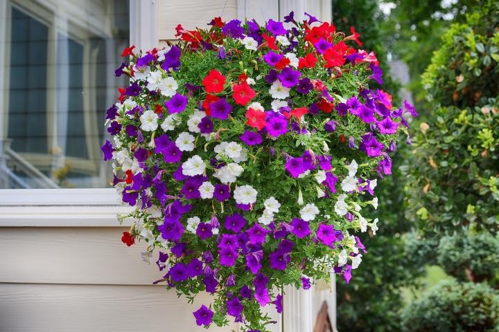 Petunias