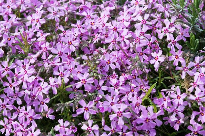 Phlox