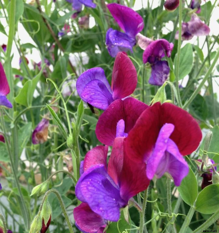 Sweet Peas