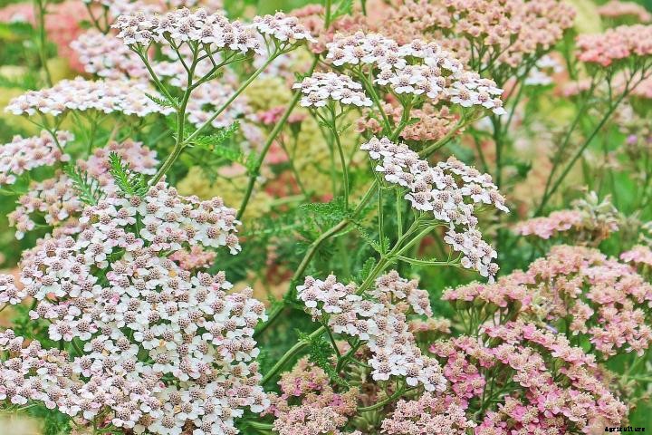Yarrow
