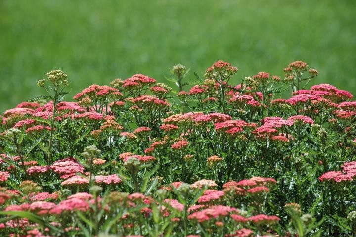 Yarrow