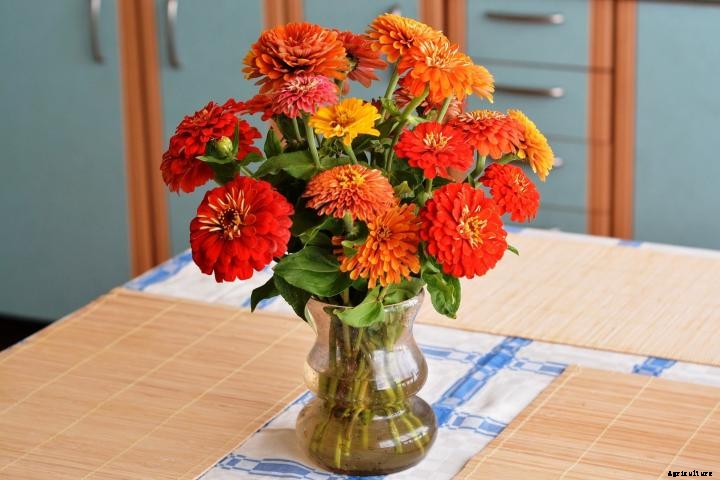 Zinnias