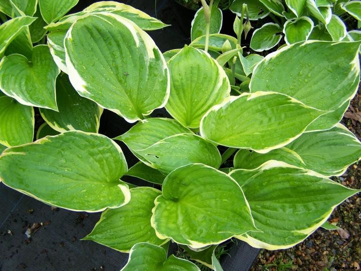 Hostas