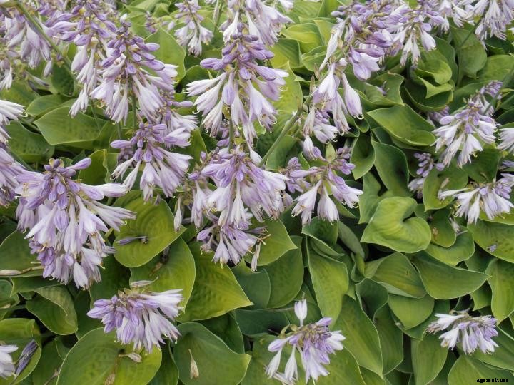 Hostas
