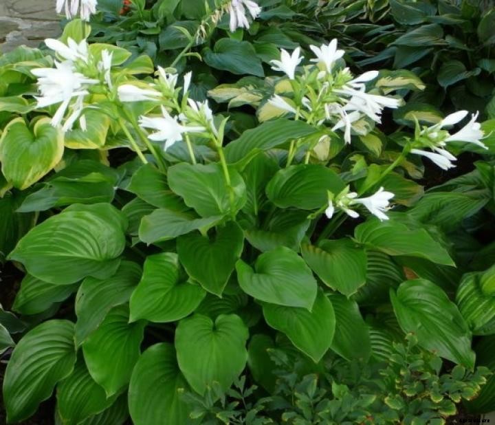 Hostas