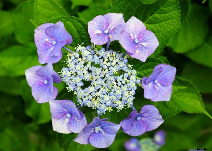 Hydrangeas
