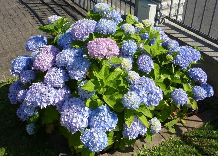 Hydrangeas