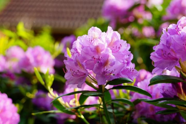 Rhododendrons and Azaleas
