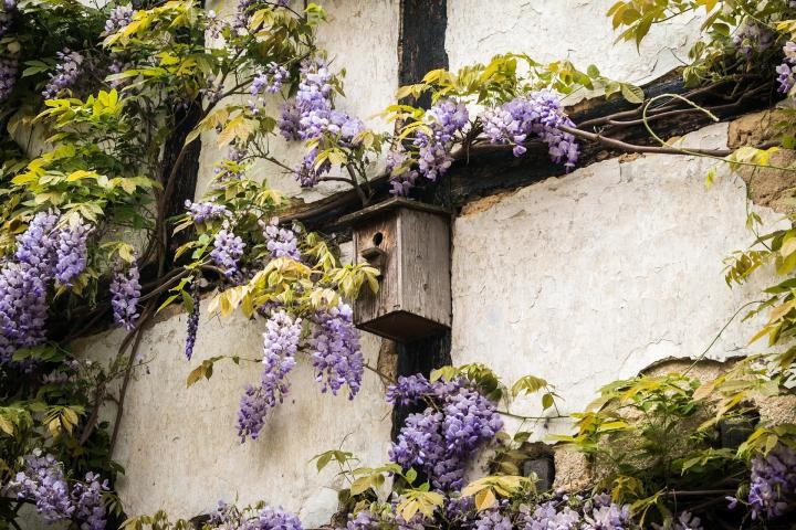Wisteria