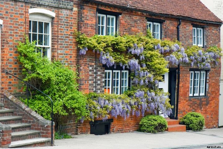 Wisteria