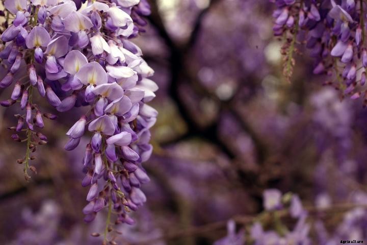Wisteria