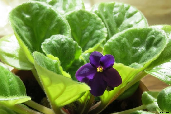 African Violets