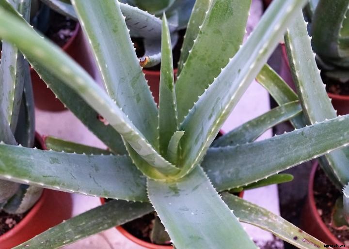 Aloe Vera
