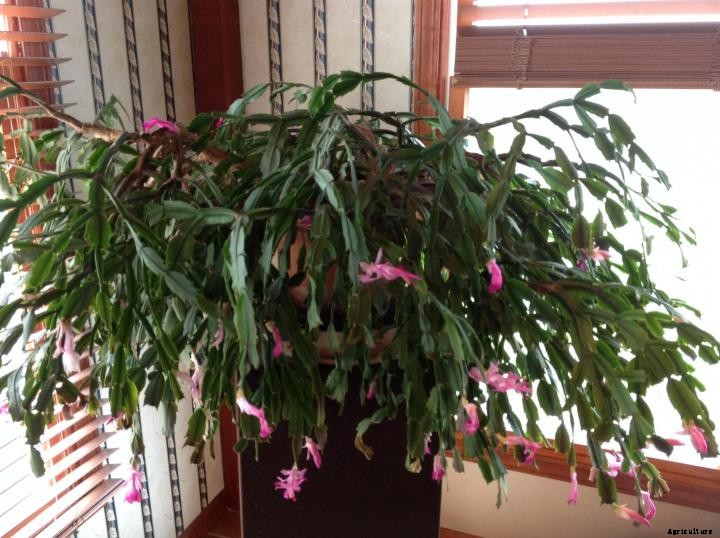 Christmas Cactus