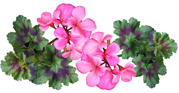 Geraniums