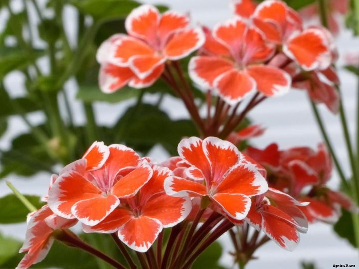 Geraniums