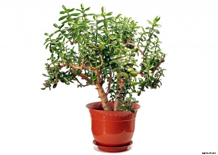 Jade Plants