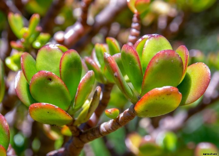 Jade Plants