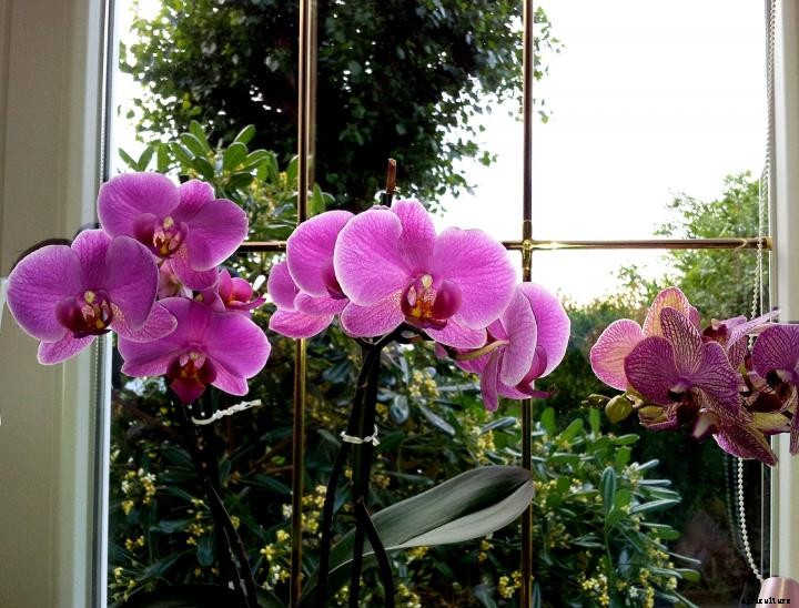 Orchids