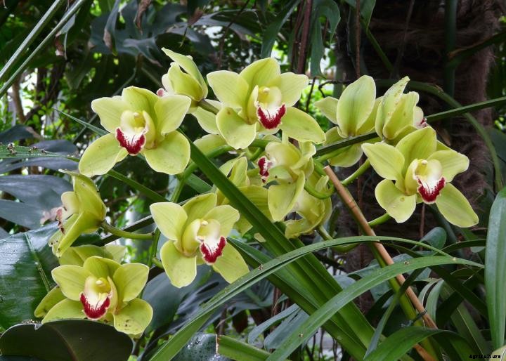 Orchids