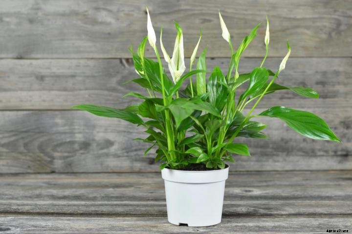 Peace Lilies