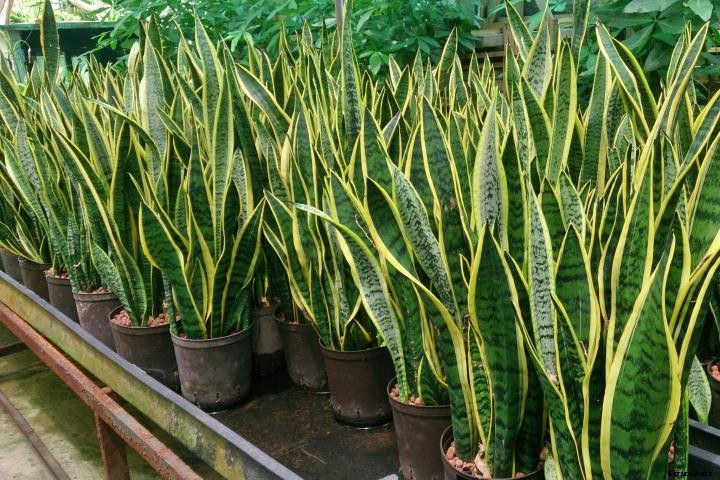 Snake Plants