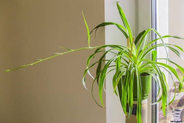 Spider Plants