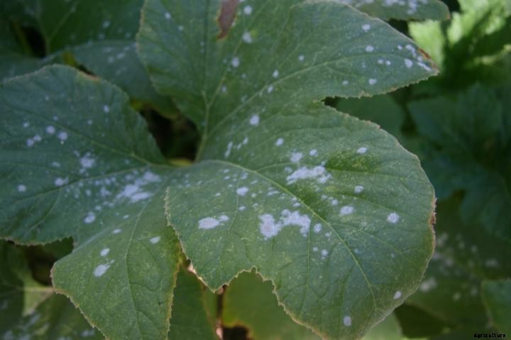 Powdery Mildew