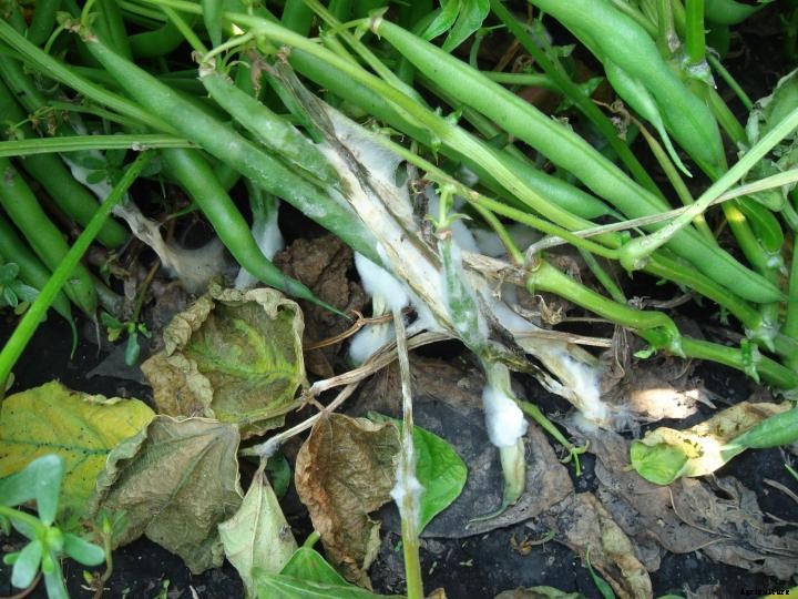 White Mold