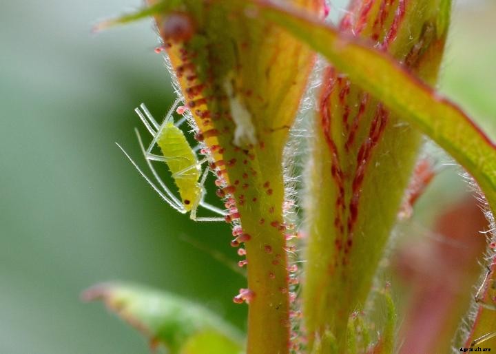 Aphids