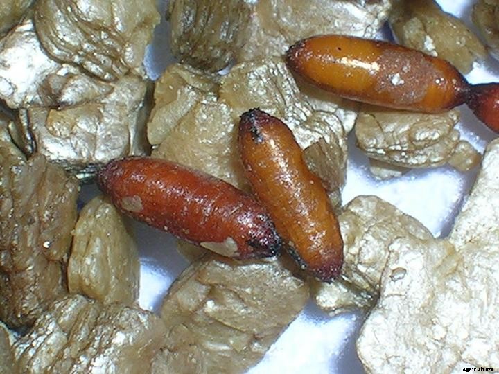 Cabbage Root Maggots