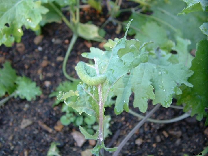Cabbage Worms