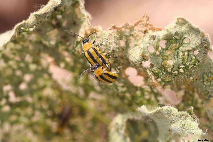 Cucumber Beetles