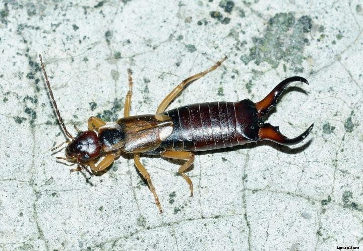 Earwigs