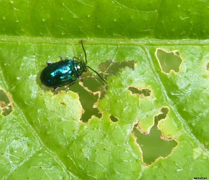 Flea Beetles