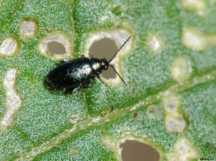 Flea Beetles