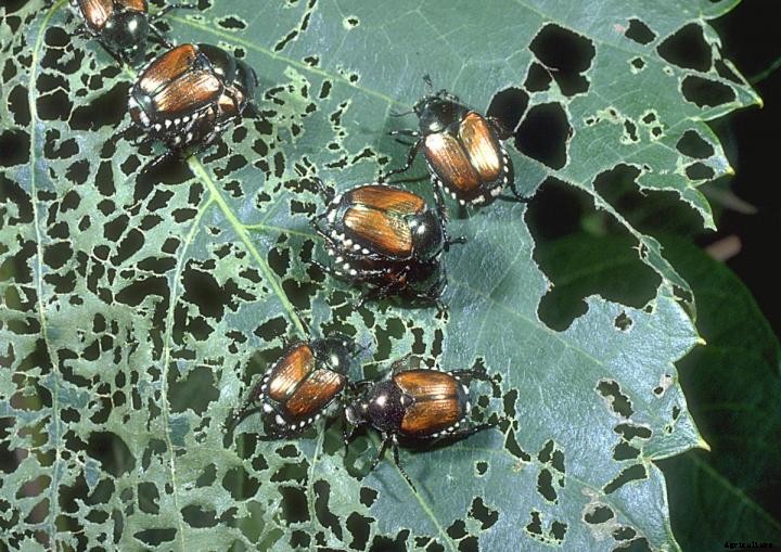 Japanese Beetles
