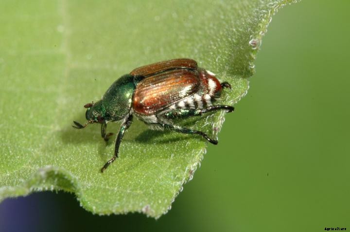 Japanese Beetles