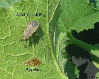 Squash Bugs