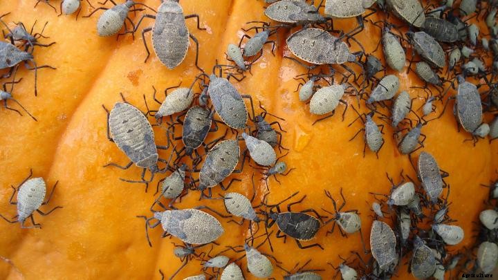 Squash Bugs