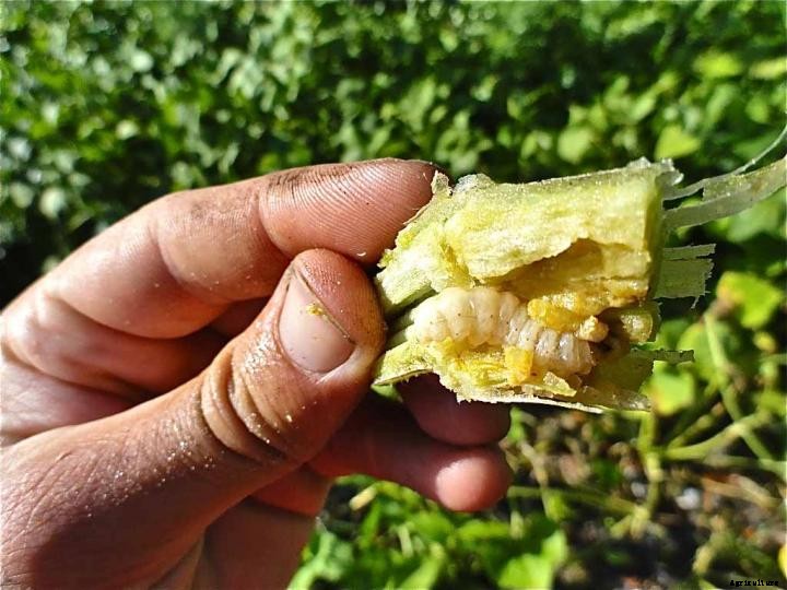 Squash Vine Borer
